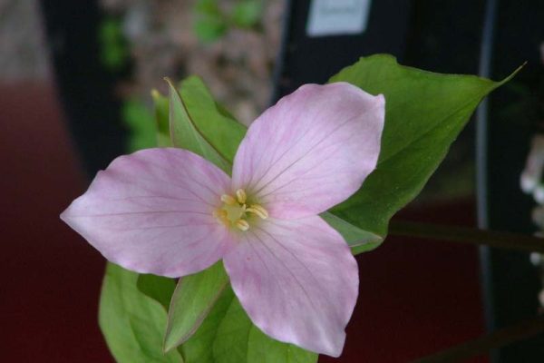 T grandiflorum forma roseum in flower