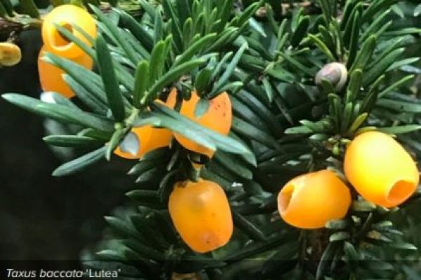 Taxus baccata ‘Lutea Newsletter 157 Jan 23