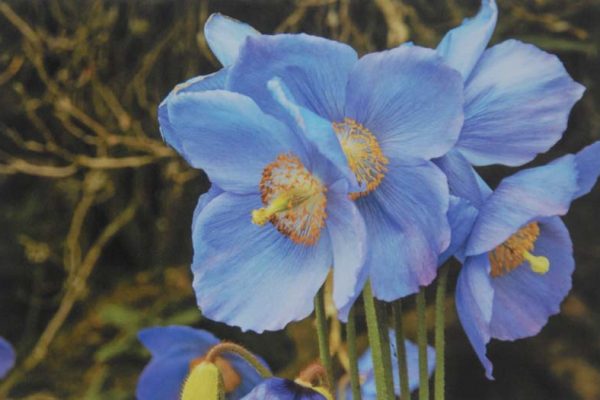 The Himalayan blue poppy, Meconopsis baileyi