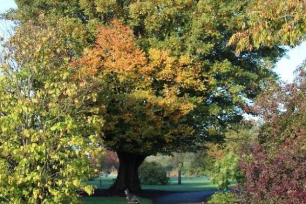 Zelkova carpinifolia