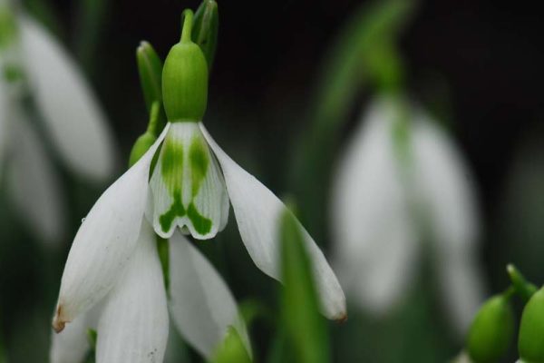 Galanthus ex Longraigue.  (5)