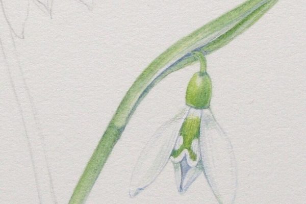 Galanthus 'Longraigue' from Shevaun Doherty