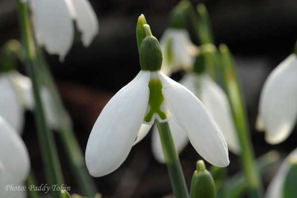 Galanthus 'Sophie North'