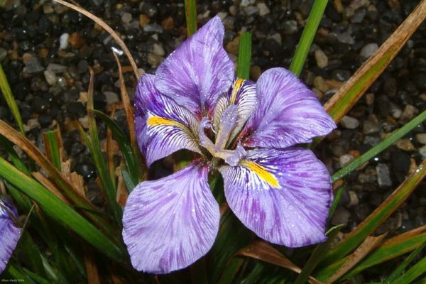 IRIS UNGUICULARIS 'KILBRONEY MARBLE' 180103 (6)