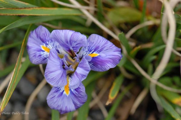 Iris unguicularis 'Kilbroney Marble'  (2)