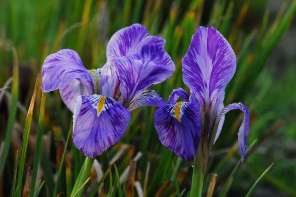Iris unguicularis 'Kilbroney Marble'