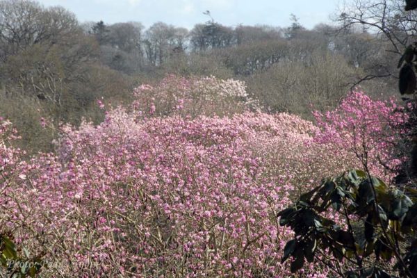 magnolia-campbellii-5