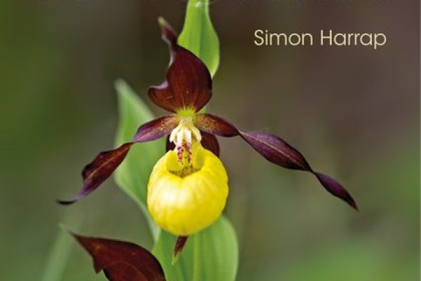 orchids-simon-harrap