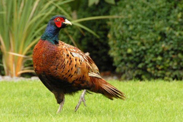 Pheasant cock  (1)