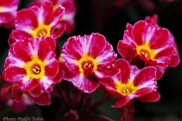 Primula 'Dark Rosaleen' 20100412