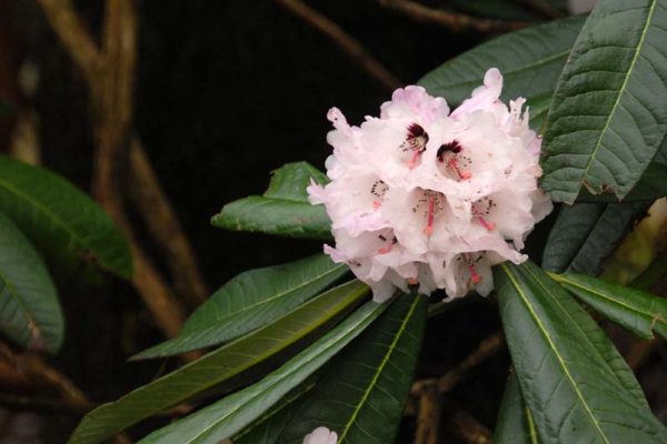 Rhododendron montroseanum  - named for Duchess of Montrose, Mary Louise = Molly(7)
