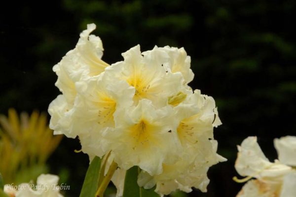 Rhododendron 'President Michael D. Higgins' (12)