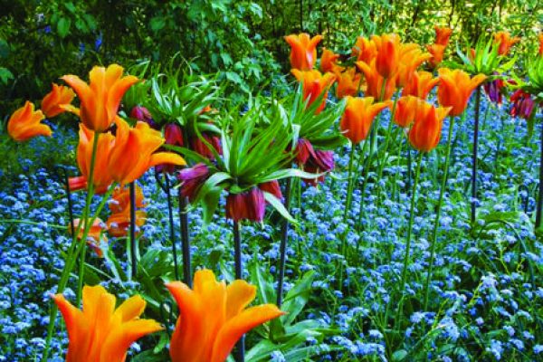 The Gardener's Book of Colour