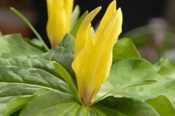 Trillium chloropetalum 'Bob Gordon' - grown by Billy Moore  (4)